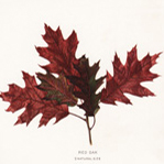 Antique prints of tree leaves